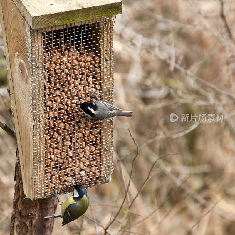 Coal and Great Tits on a peanut feeder